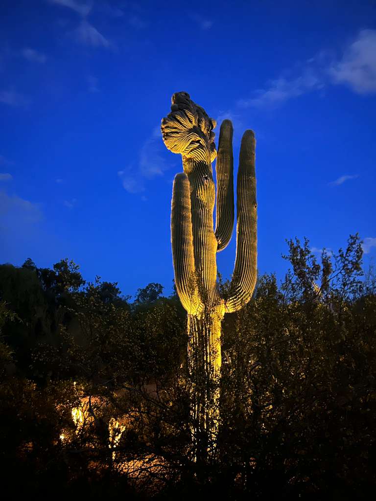 Saguaro cactus illuminated against a twilight sky