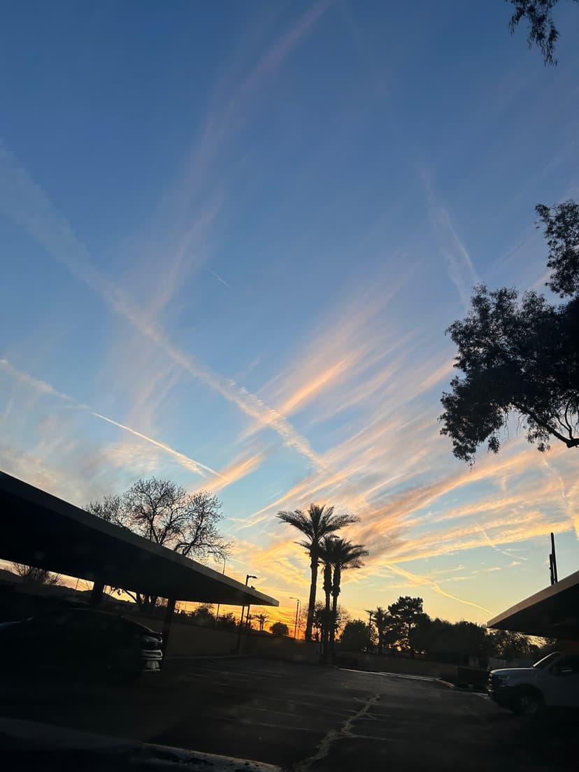 Pastel sky streaks above palm trees and rooftops