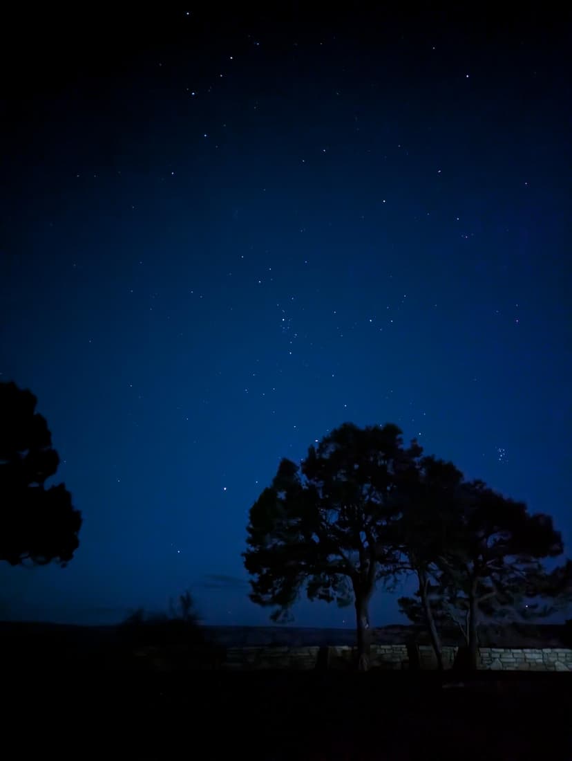 Night sky filled with stars over desert trees
