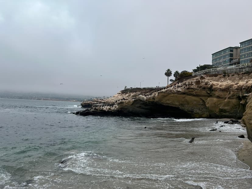 La Jolla Cove cliffs filled with seabirds and sea lions resting on rocks