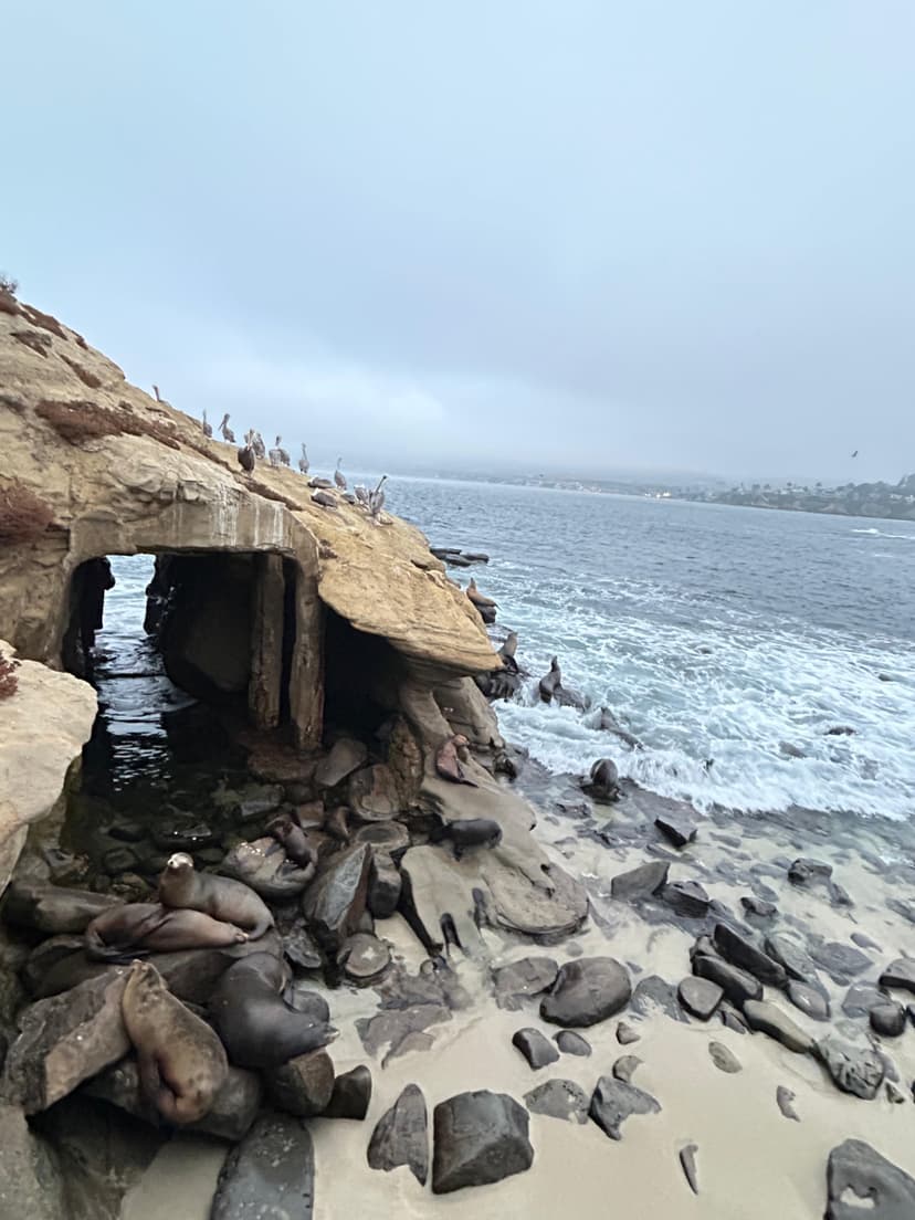 Sea lions resting on rocks and sand near ocean caves at La Jolla Cove