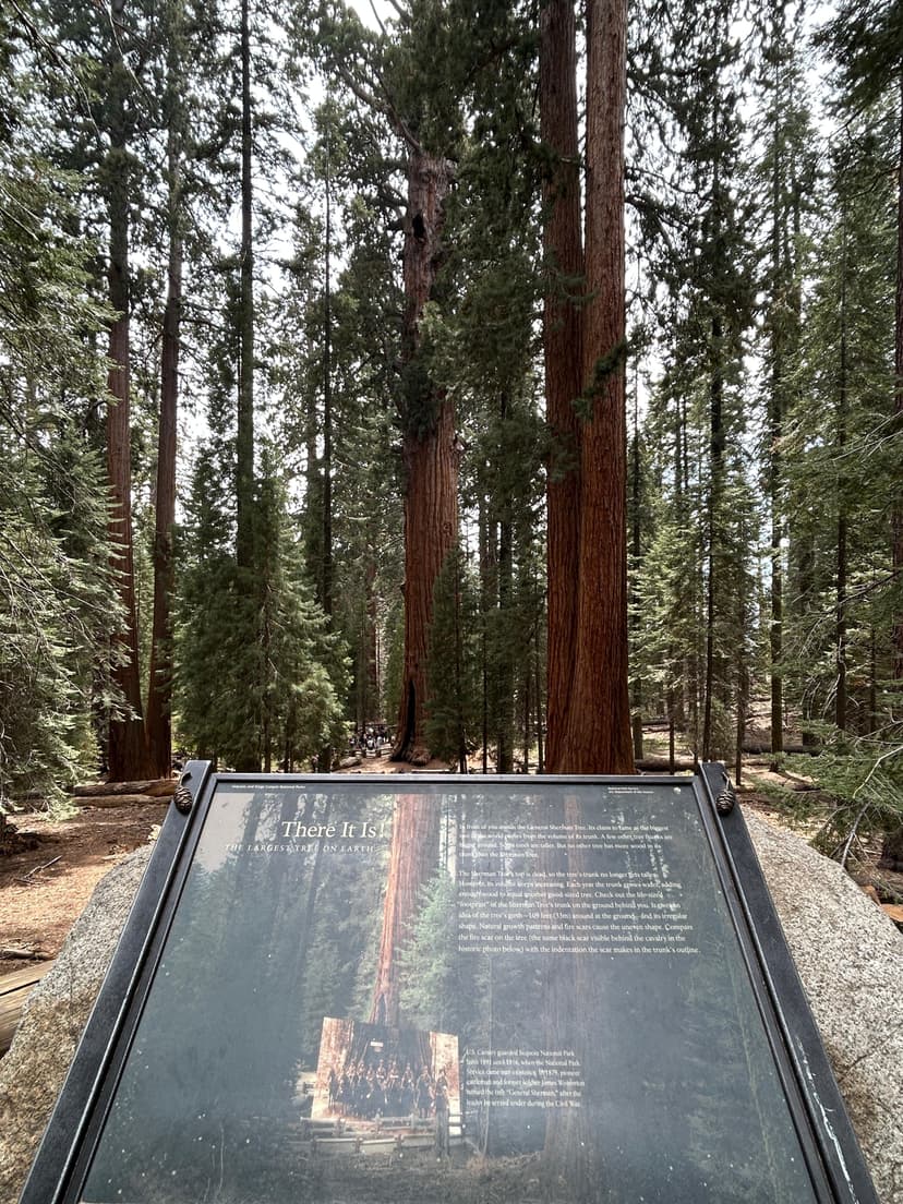 Giant sequoia trees at Sequoia National Park with information board
