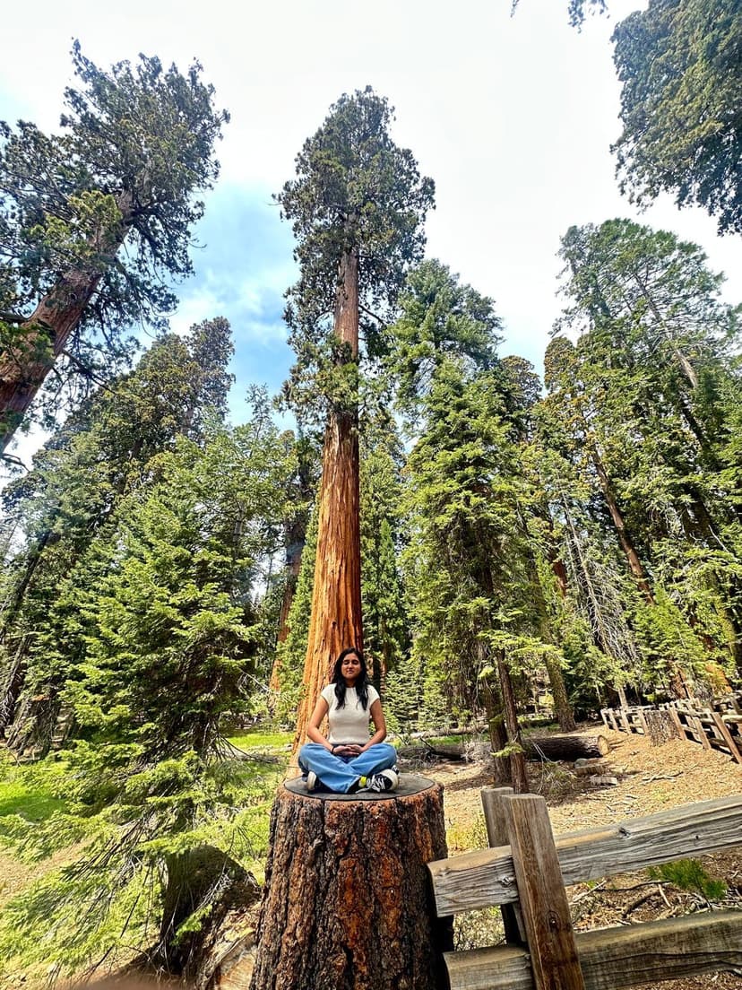 Person sitting peacefully on tree stump surrounded by giant sequoia trees