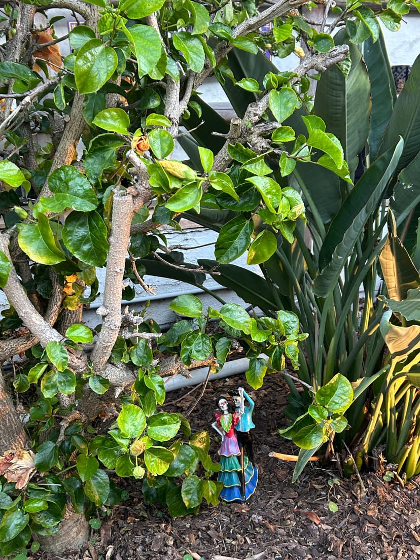 Small skeleton figurines dancing under a green leafy plant in San Diego’s Old Town