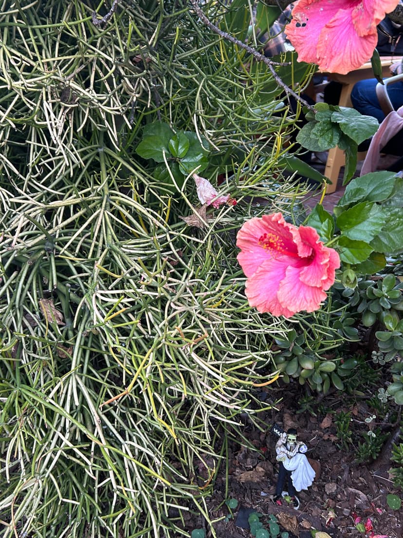 Small figurine of Frankenstein and bride among plants and pink flowers in Old Town San Diego