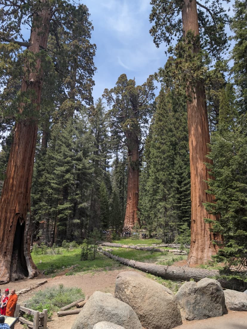 Majestic giant sequoia trees in Sequoia National Park surrounded by rocks and forest trail