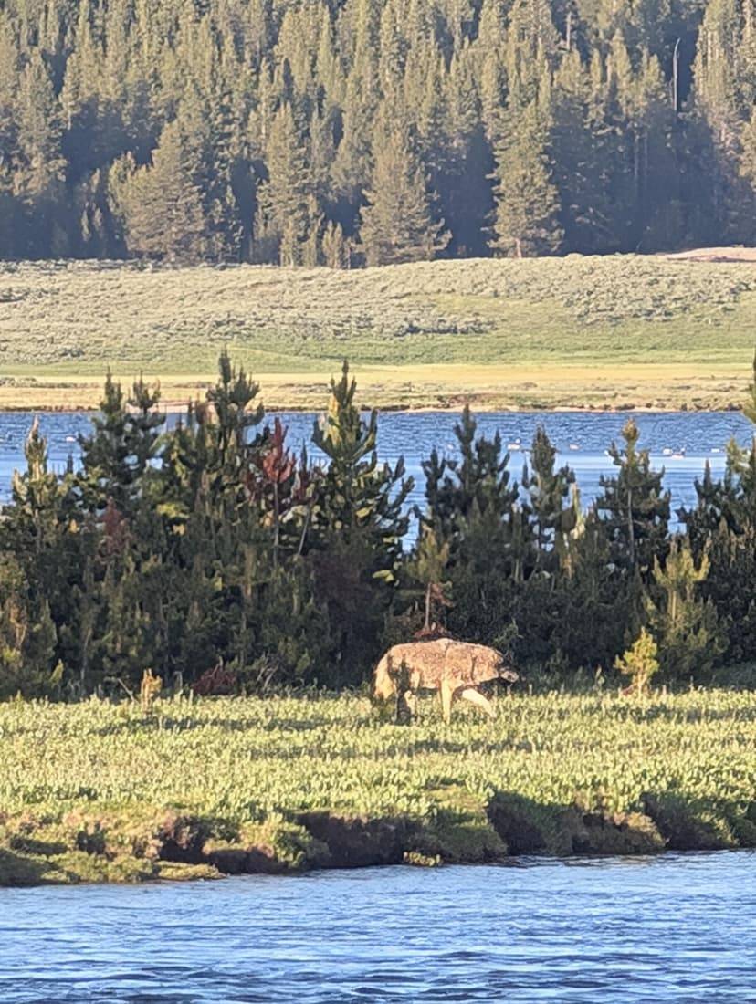 A wild animal walking near a lake surrounded by dense pine forest in Yellowstone National Park