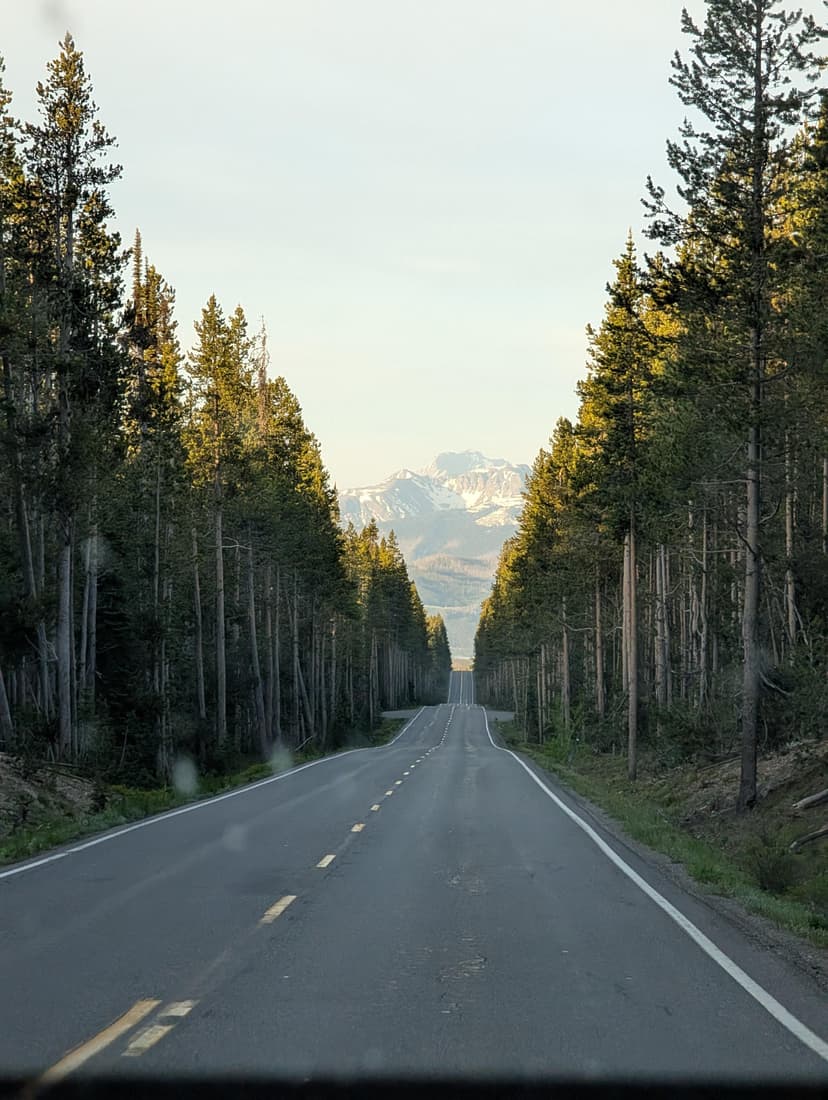 A scenic road lined with tall pine trees leading toward snow-capped mountains in Wyoming