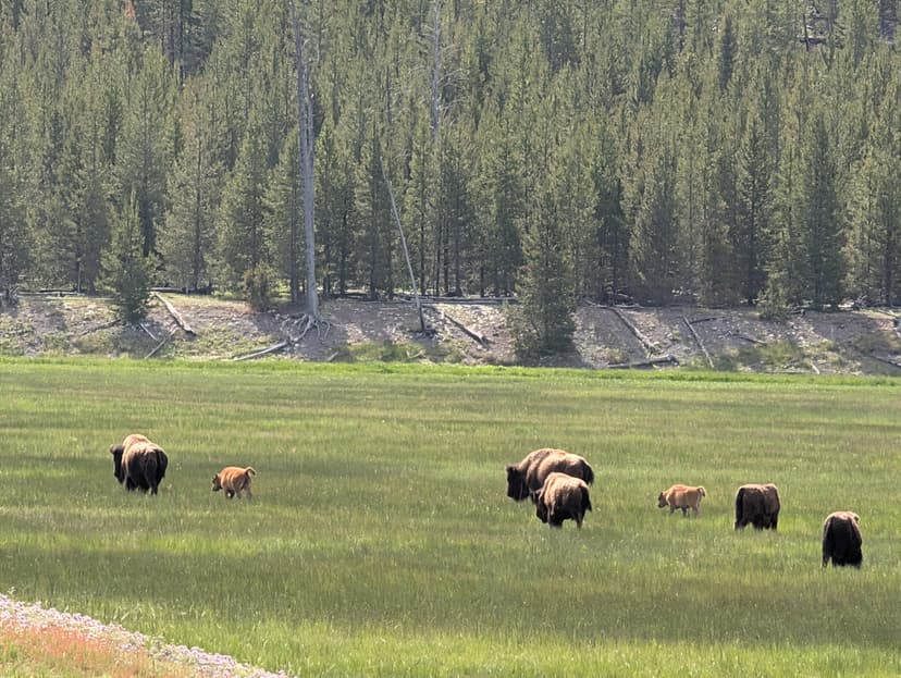 Herd of bison with calves grazing in a green meadow bordered by forest in Yellowstone